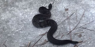 Trenton snake